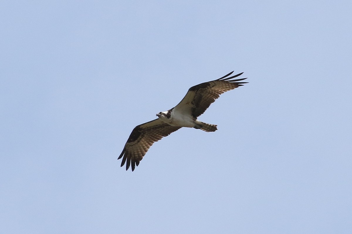 Balbuzard pêcheur - ML28358721