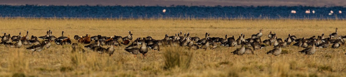 Greater White-fronted Goose - ML283587261