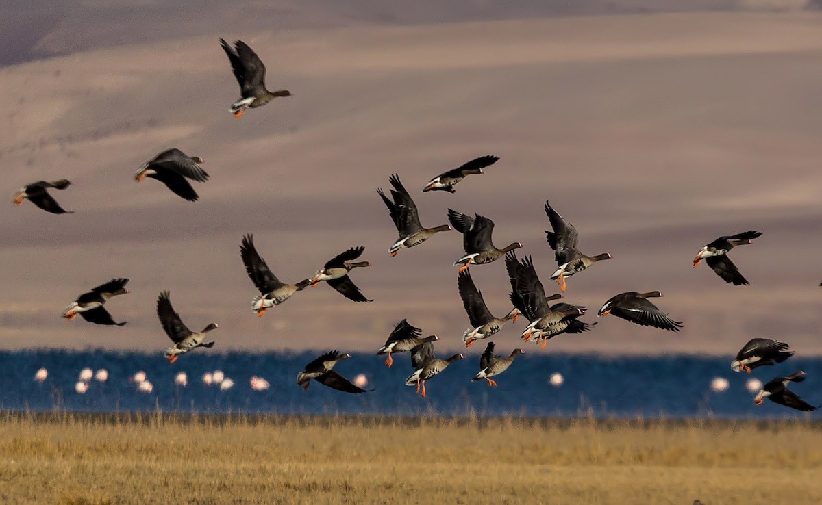 Lesser White-fronted Goose - ML283587331