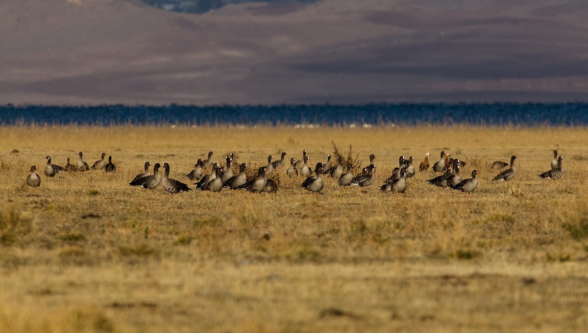 Lesser White-fronted Goose - ML283587581