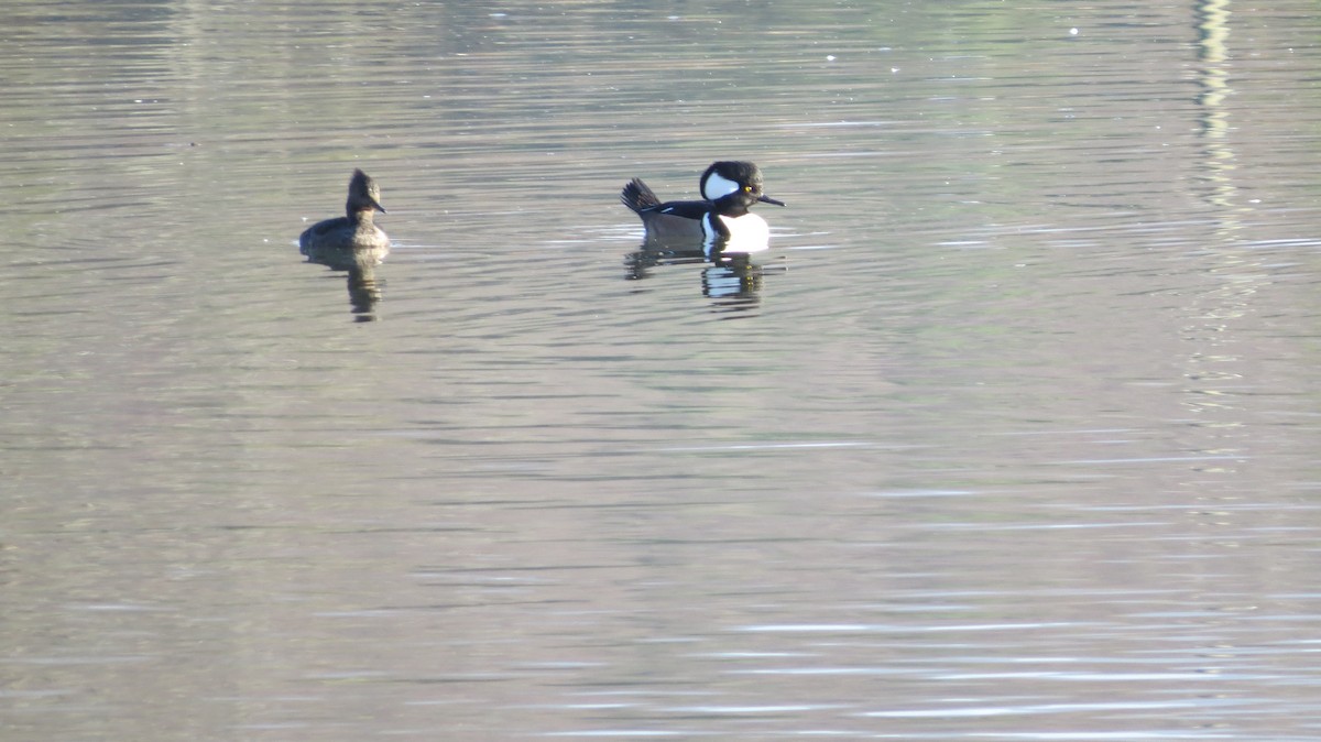 Hooded Merganser - ML283588011