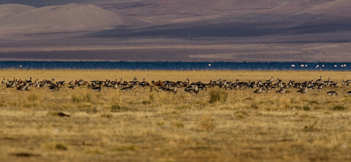 Greater White-fronted Goose - ML283588281