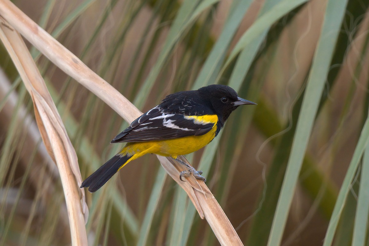 Scott's Oriole - ML283588481