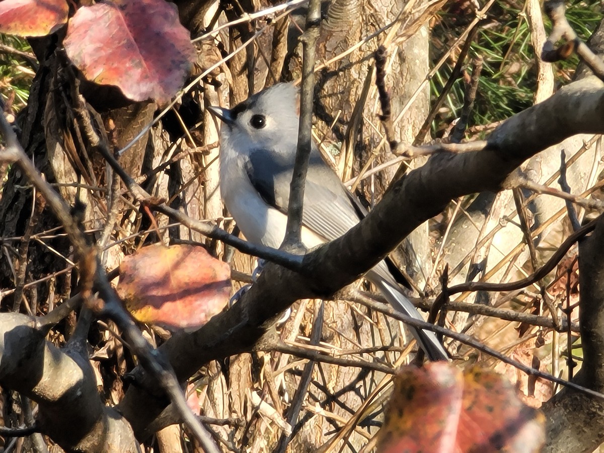 Tufted Titmouse - ML283588941
