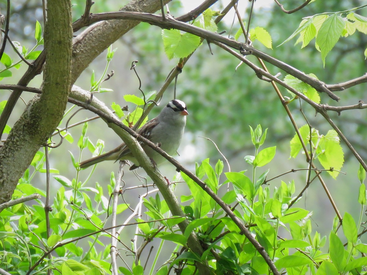 White-crowned Sparrow - ML28359051