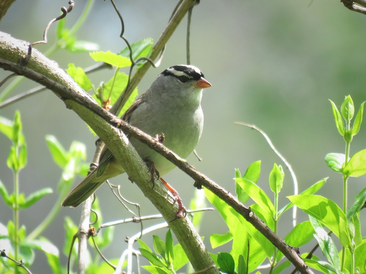 White-crowned Sparrow - ML28359061