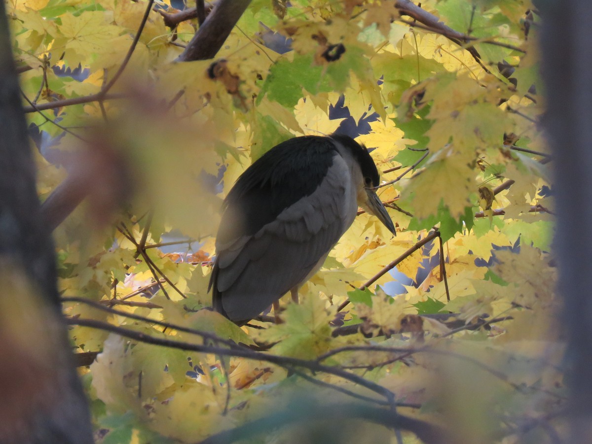 Ногоовор зашин - ML283590621