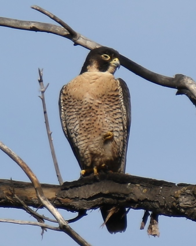 Peregrine Falcon - Susan Black