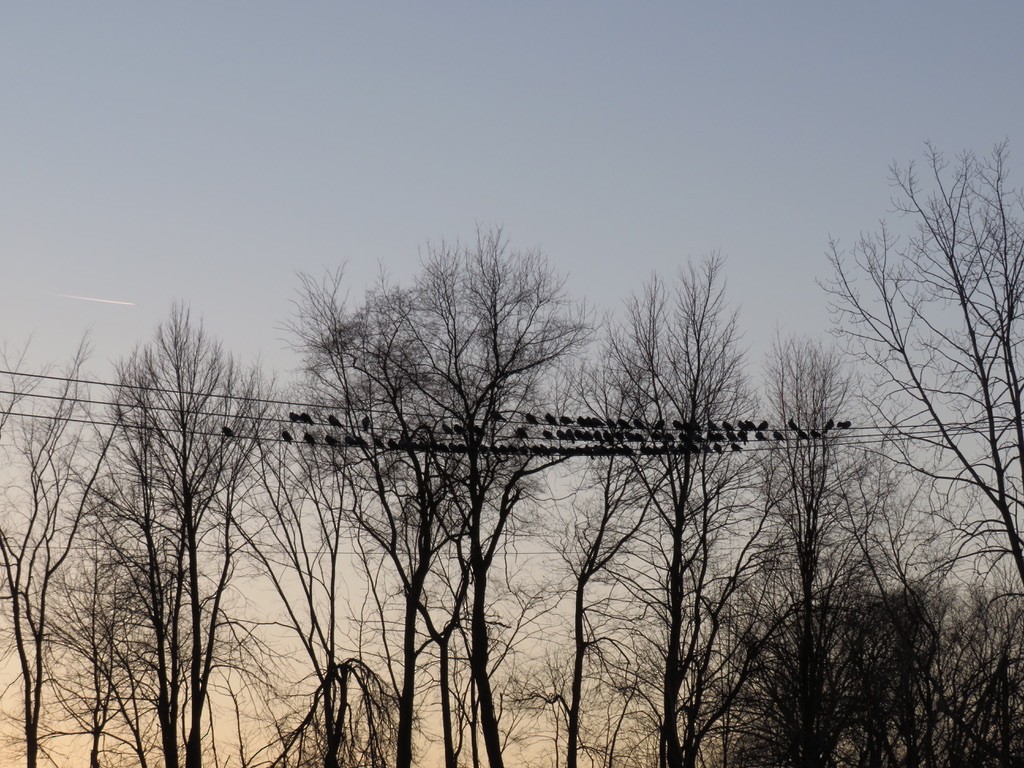 Хөхвөр тагтаа (суурин газрын) - ML283592621