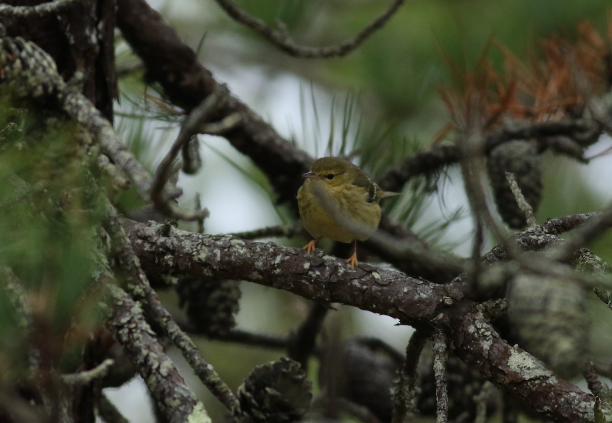 Blackpoll Warbler - Matthew Eckerson