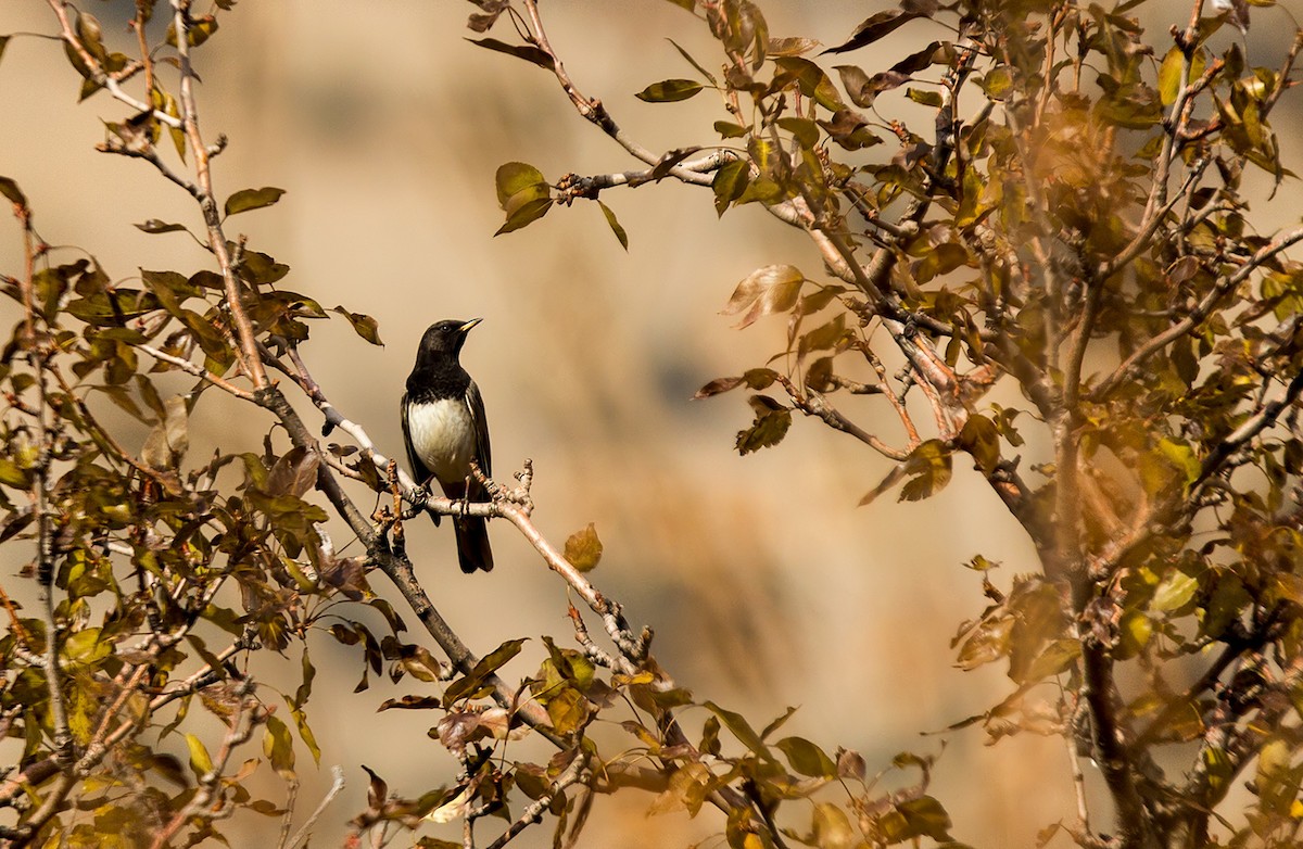 Black-throated Thrush - serhat karaca