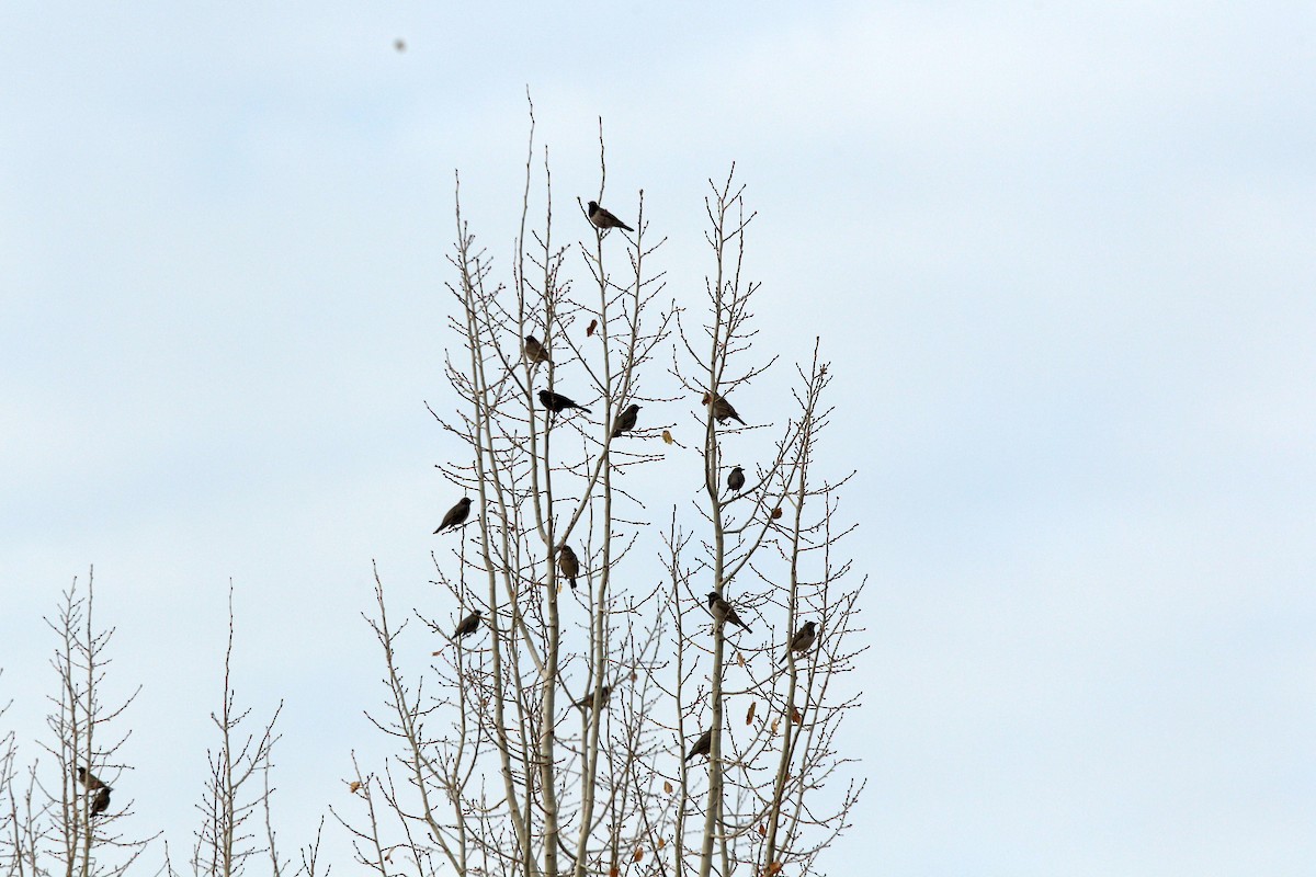 Black-throated Thrush - ML283595531