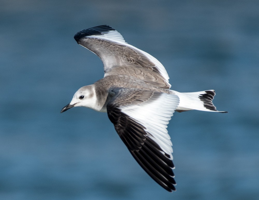 Sabine's Gull - josh Ketry