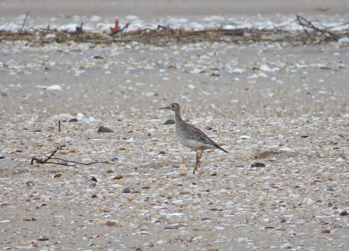 Upland Sandpiper - ML28359561