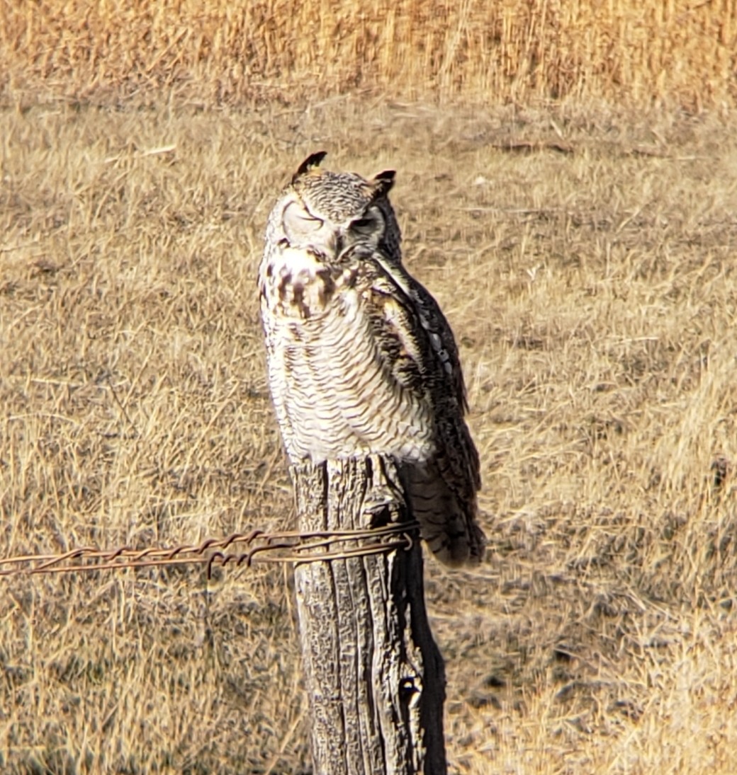 Great Horned Owl - ML283597231