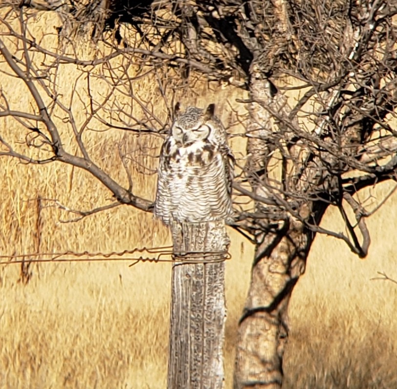 Great Horned Owl - ML283597251
