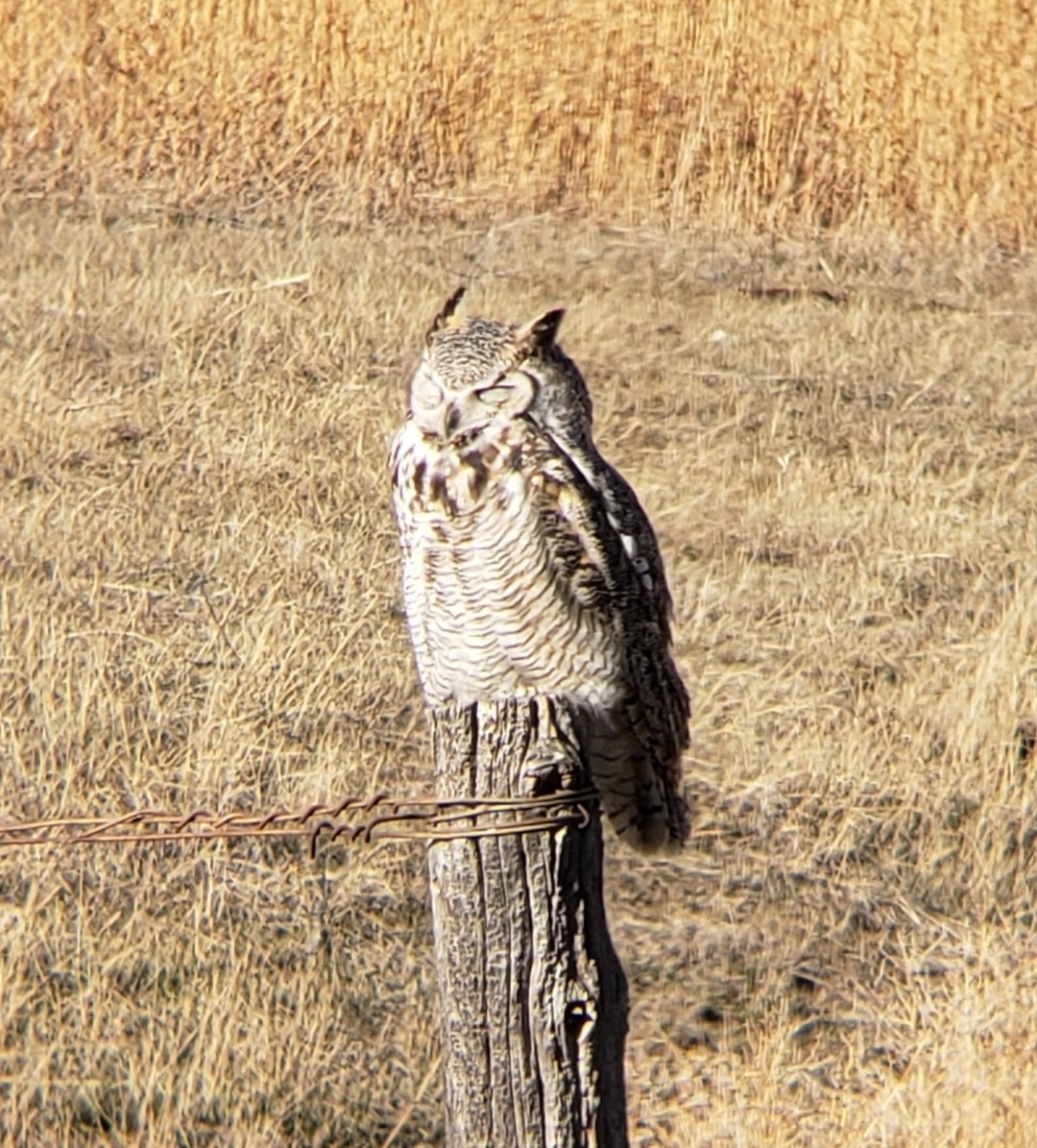 Great Horned Owl - ML283597271