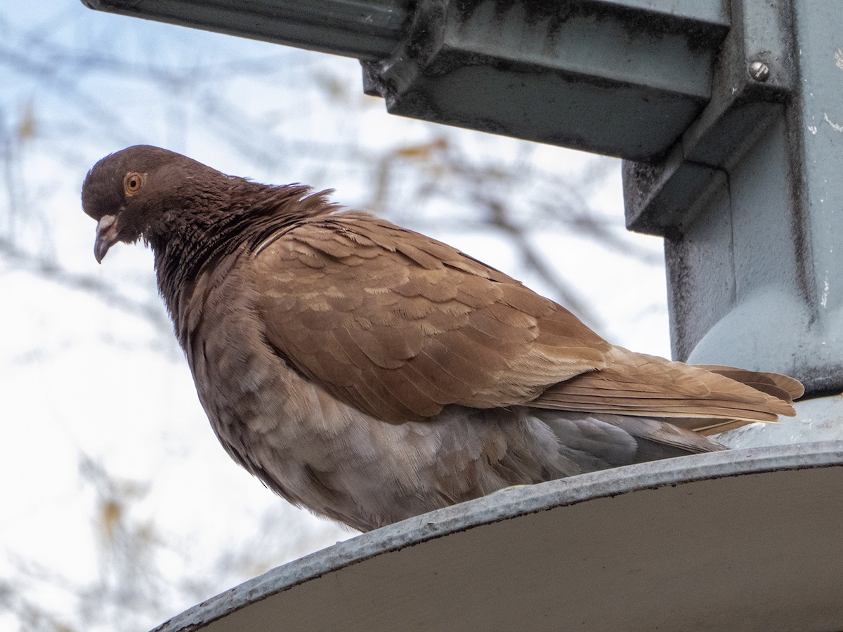 Хөхвөр тагтаа (суурин газрын) - ML283599621