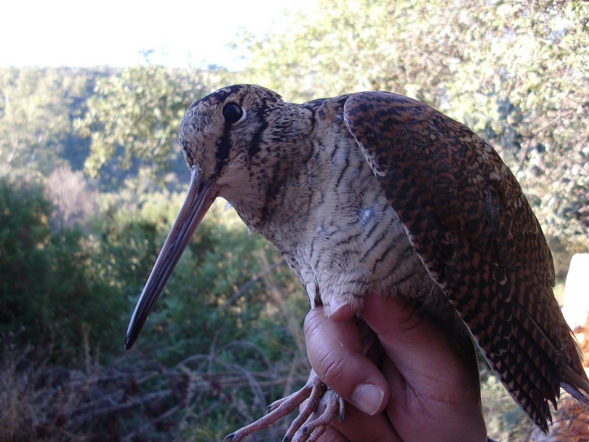 Eurasian Woodcock - ML283600111