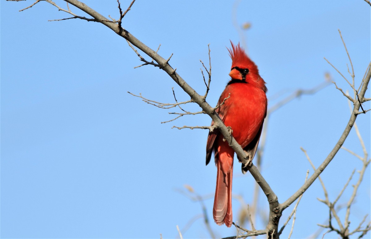 Cardinal rouge - ML283600461