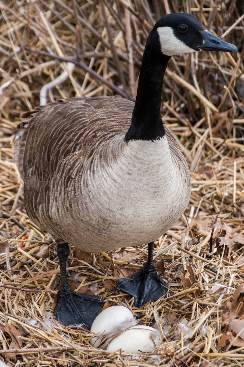 Canada Goose - ML283600871