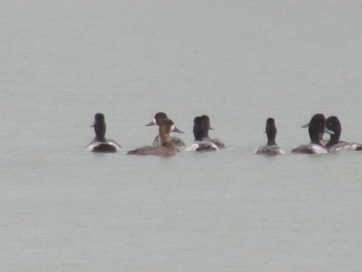 Lesser Scaup - Joshua Dueck