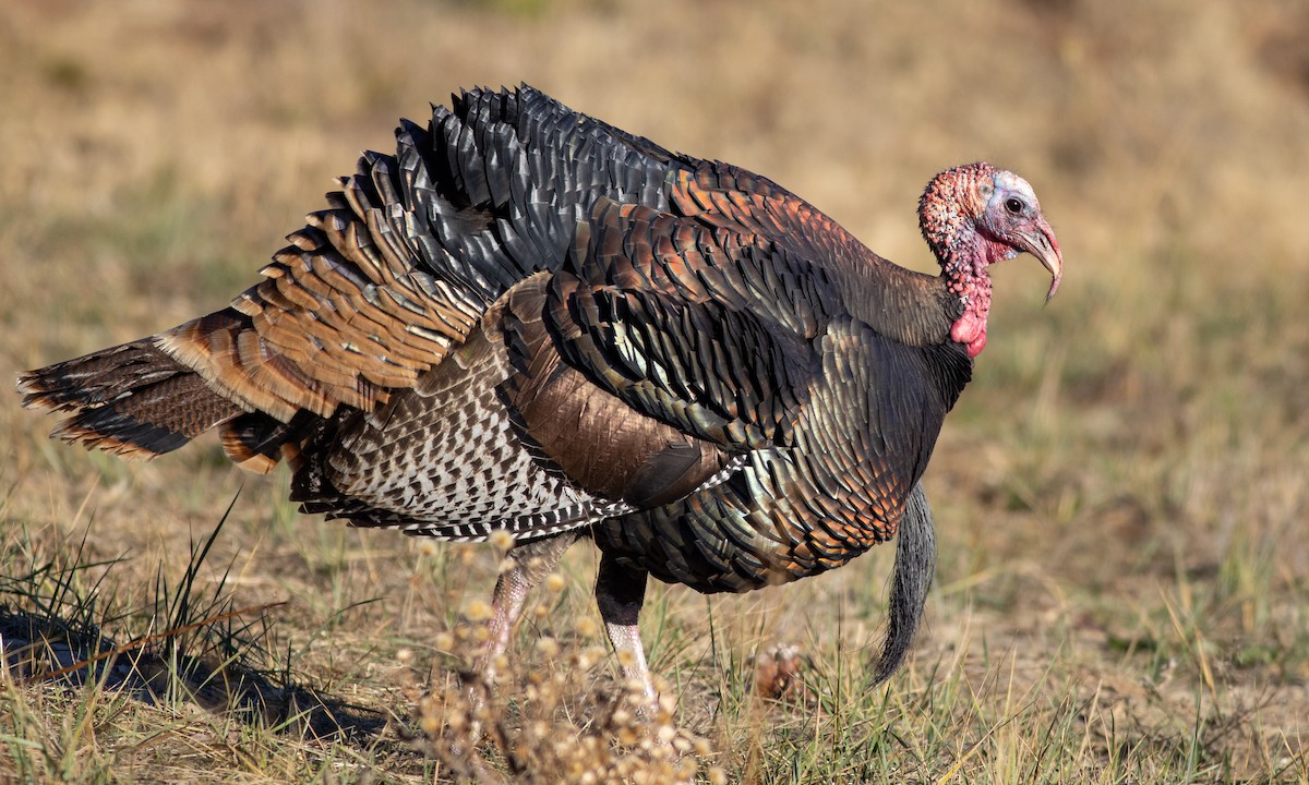 Wild Turkey - ML283602381