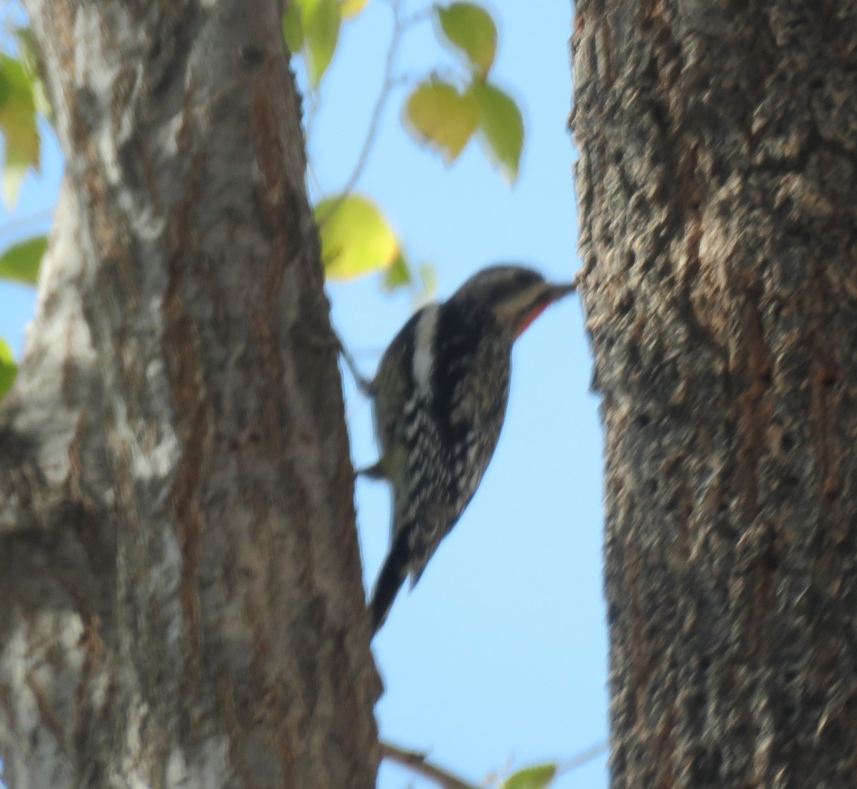 Yellow-bellied Sapsucker - ML283602711