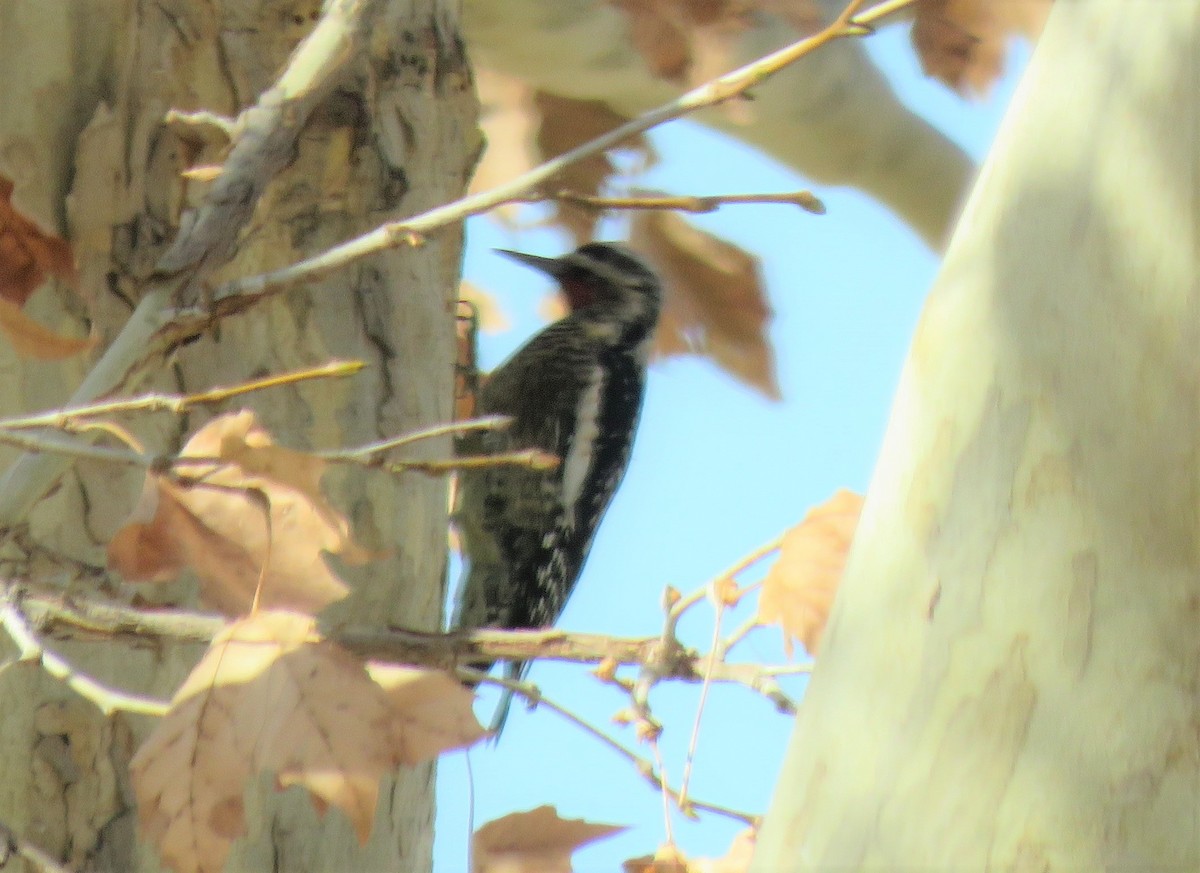 Yellow-bellied Sapsucker - ML283602901