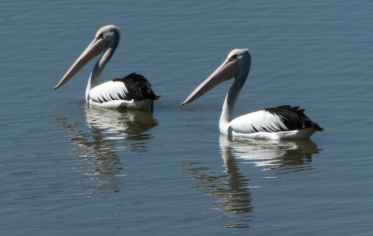 Australian Pelican - Paul Dobbie