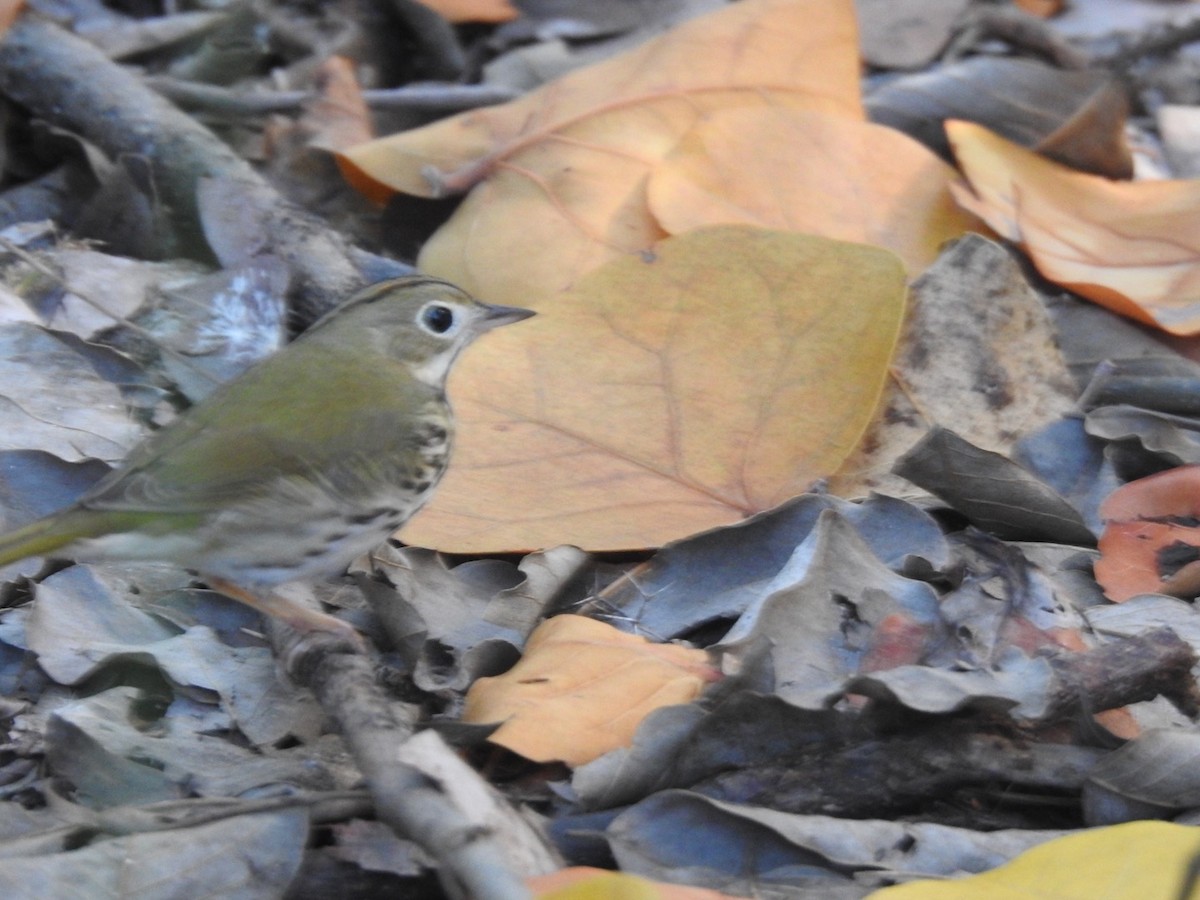 Ovenbird - ML283607791