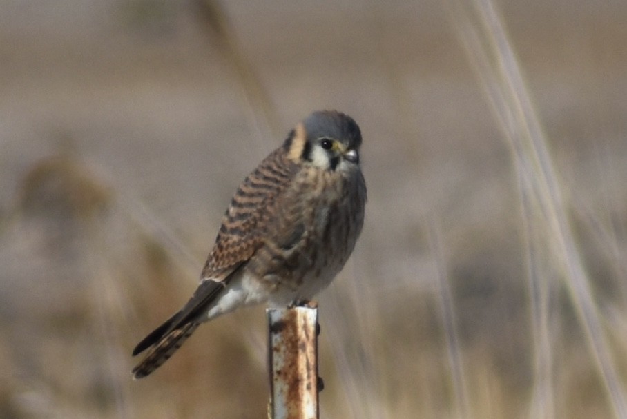 American Kestrel - ML283608381