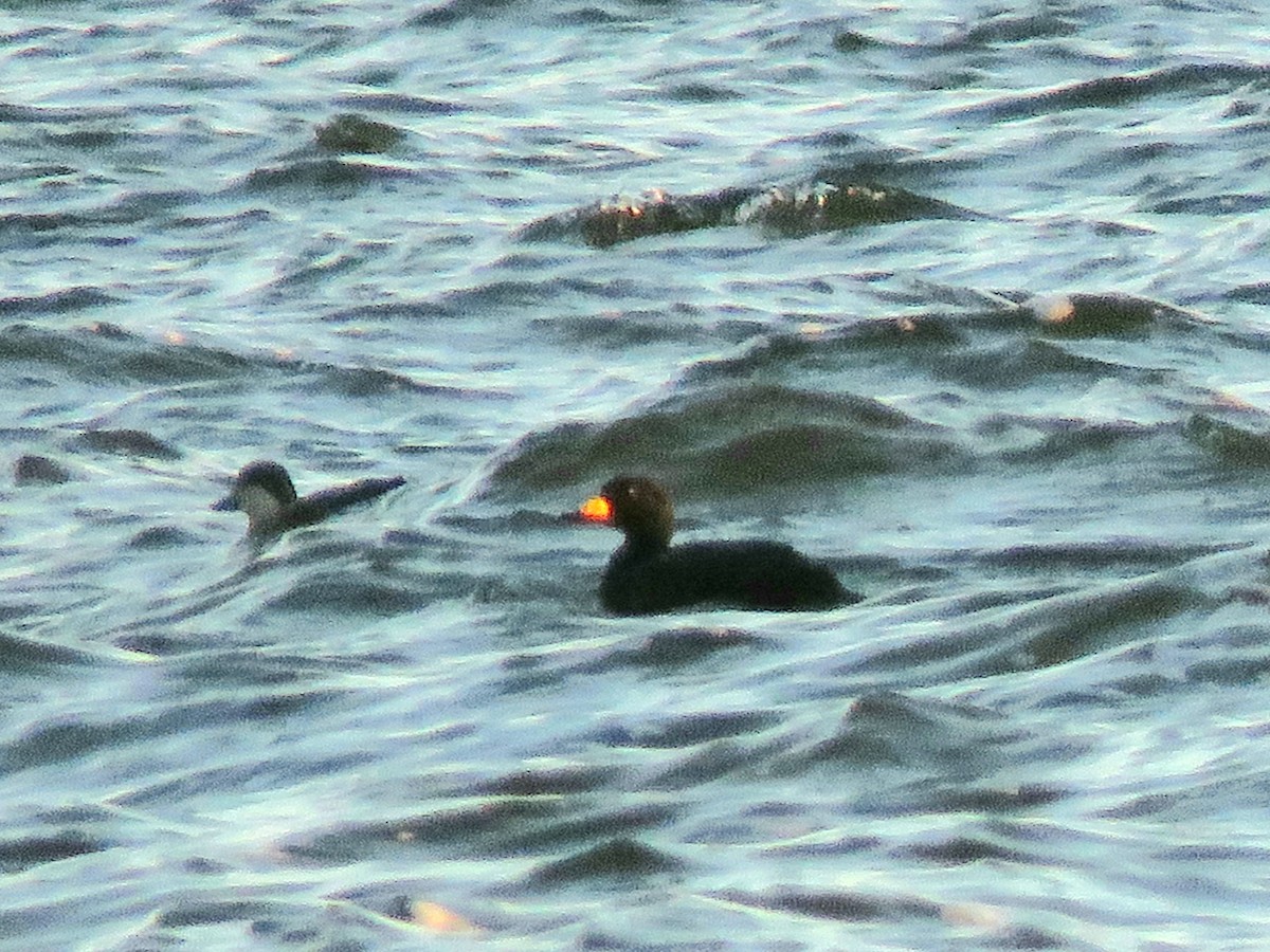 Black Scoter - Marcus Brown