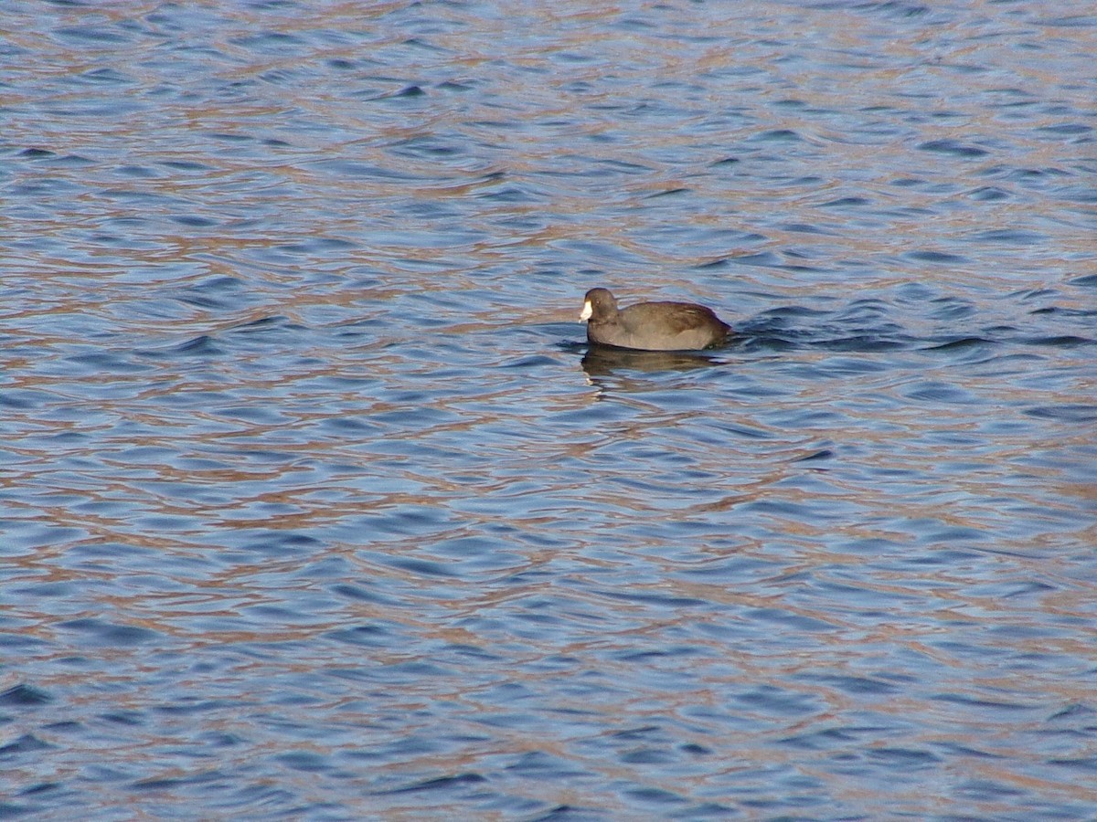 American Coot - ML283611931