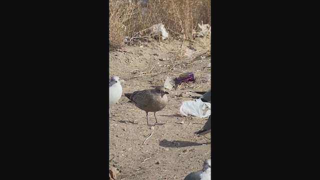 Gaviota Groenlandesa (thayeri) - ML283612641