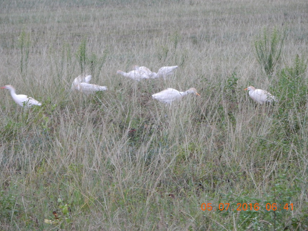 Western Cattle Egret - ML28361341