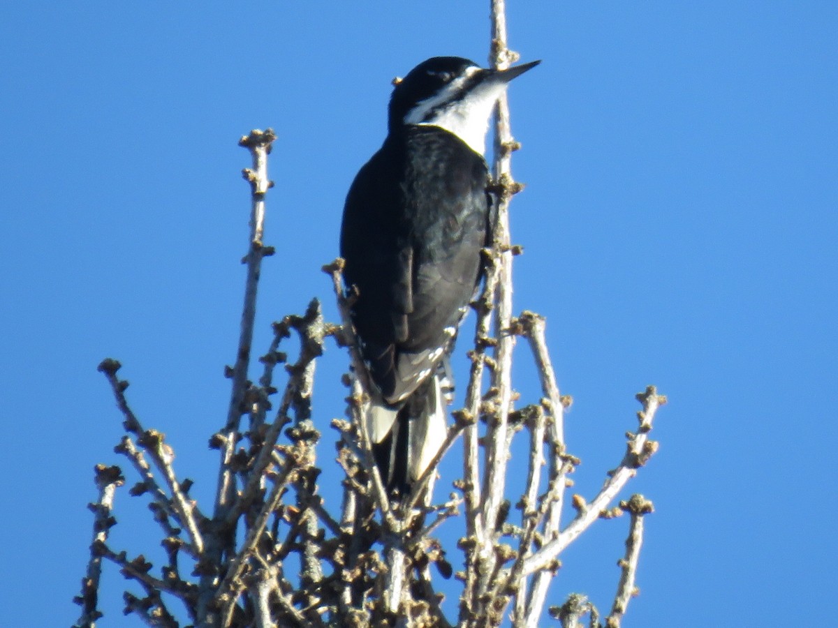 Black-backed Woodpecker - Kenneth Bishop