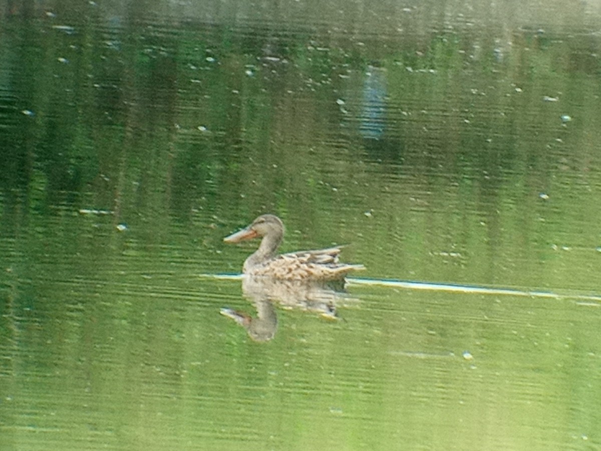 Northern Shoveler - ML283614571