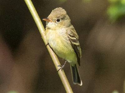 Western Flycatcher (Pacific-slope) - ML283615091
