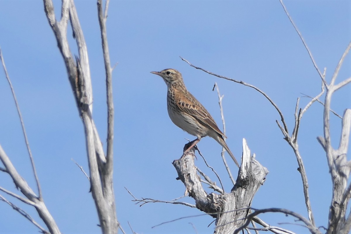 Australian Pipit - ML283615331