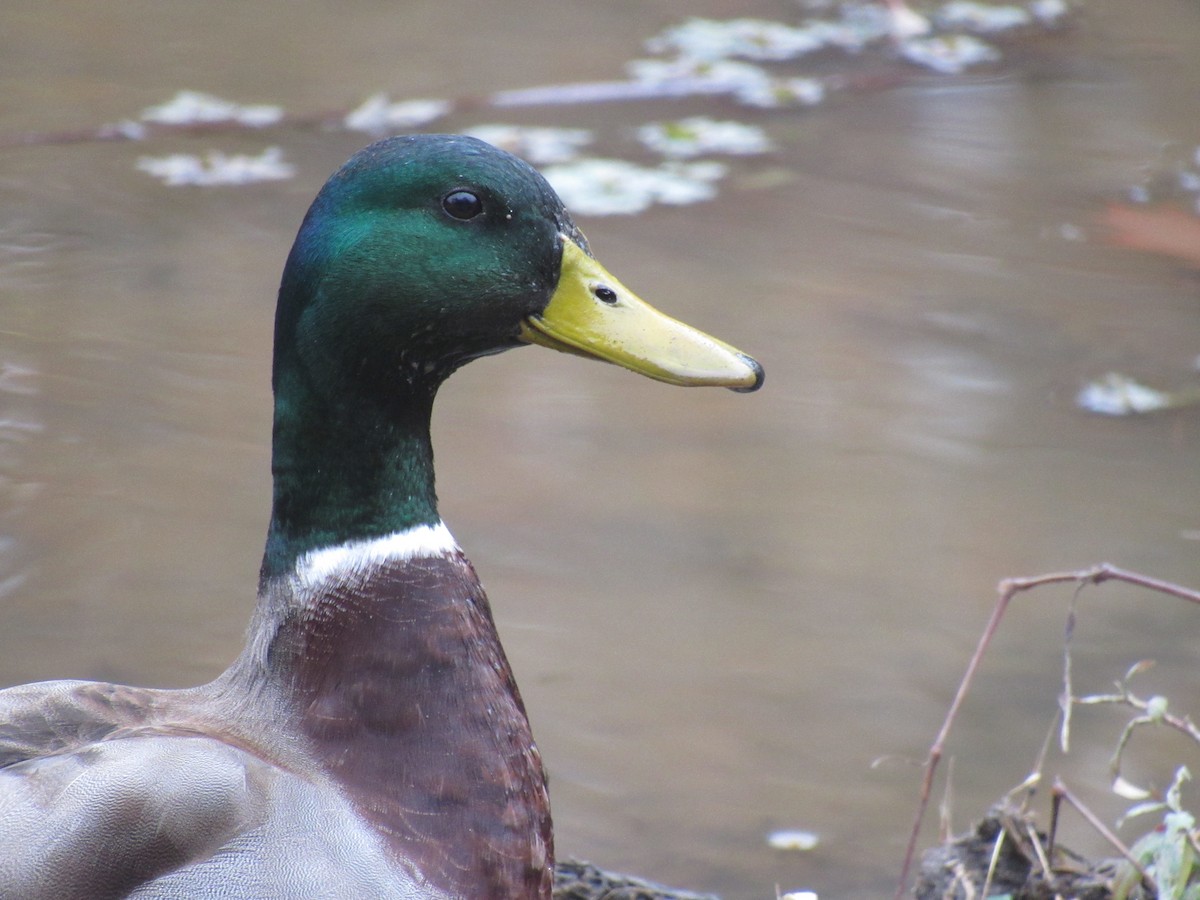 Mallard - ML283615351