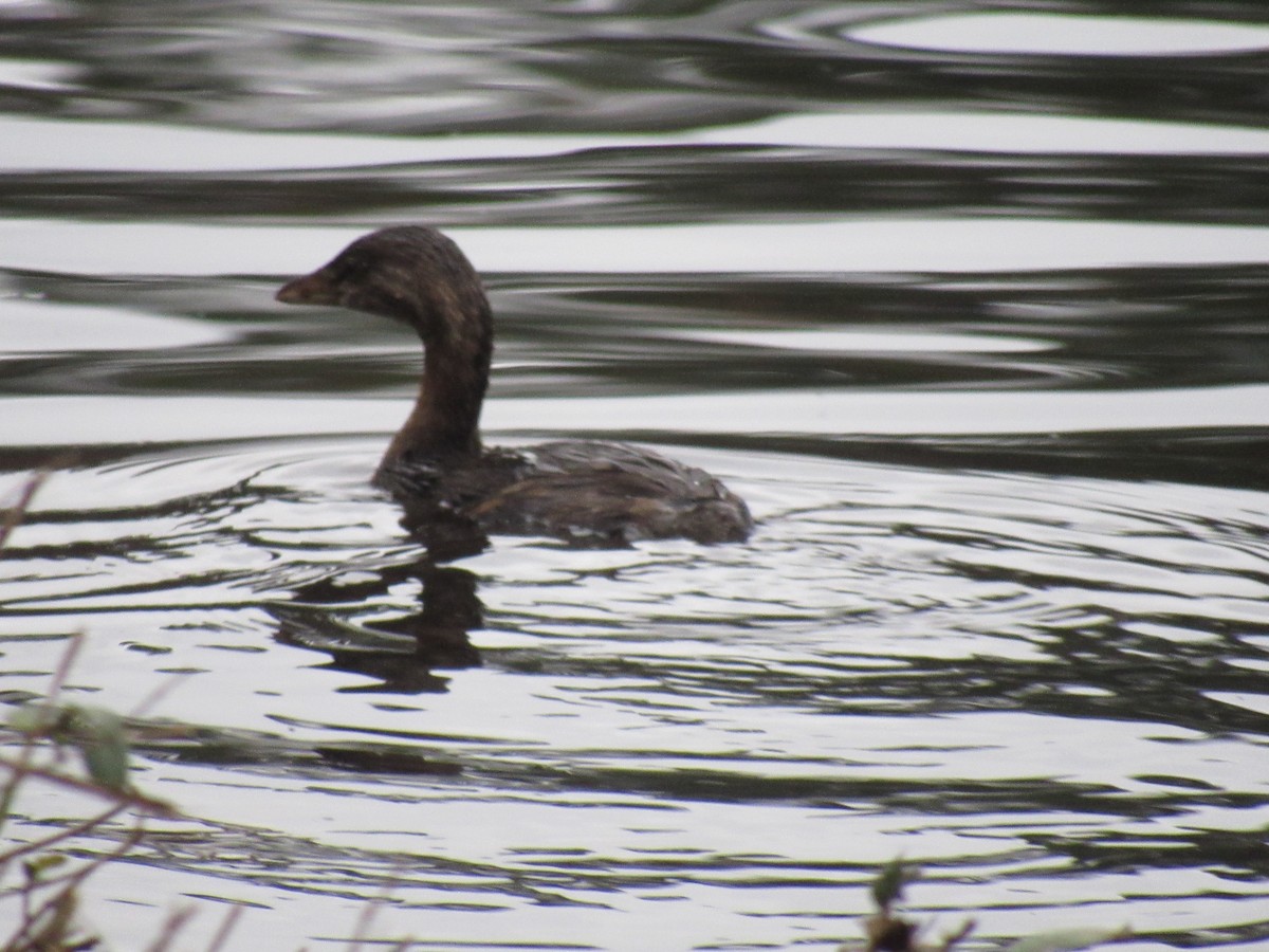 Pied-billed Grebe - ML283615541