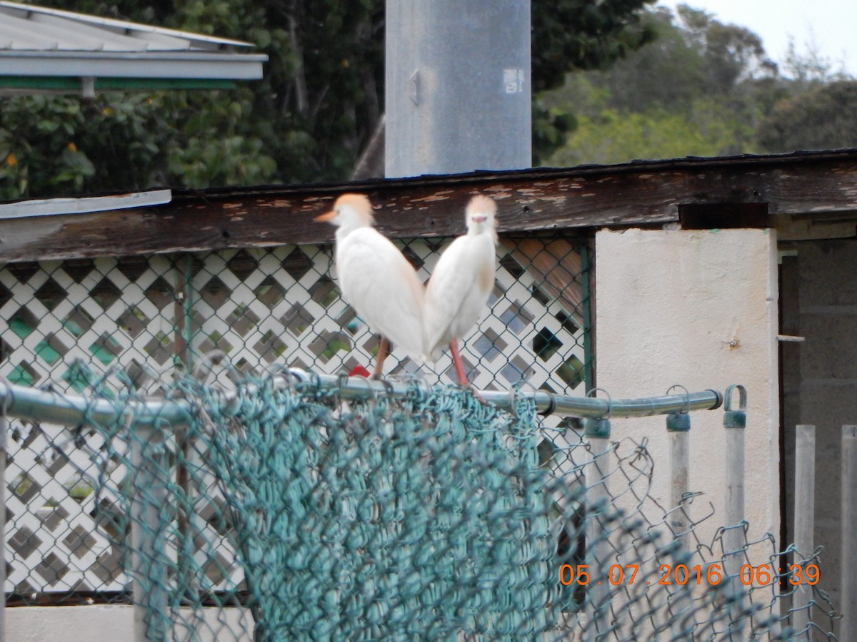 Western Cattle Egret - ML28361571