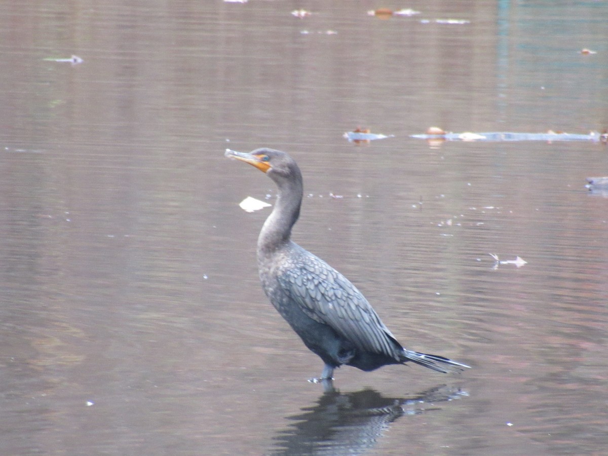 Double-crested Cormorant - ML283615741