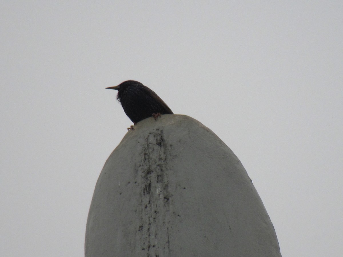 European Starling - ML283615821
