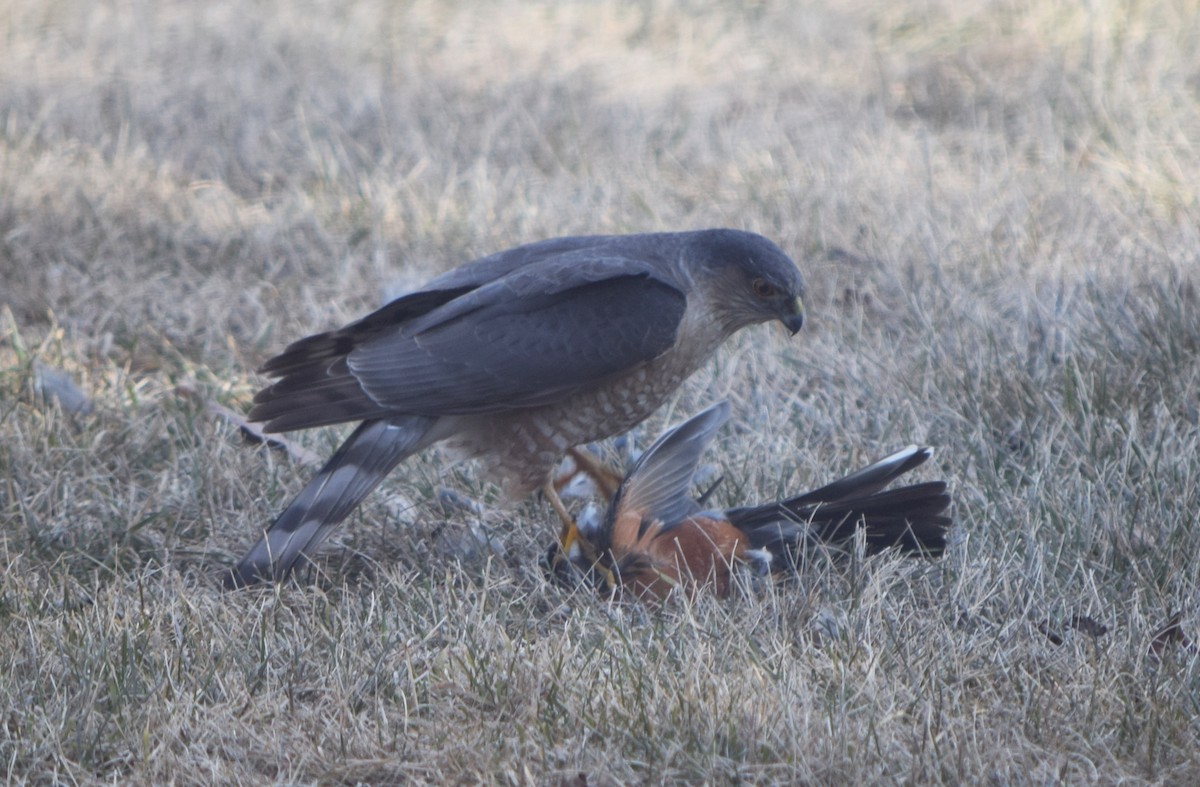 Sharp-shinned Hawk - ML283618191