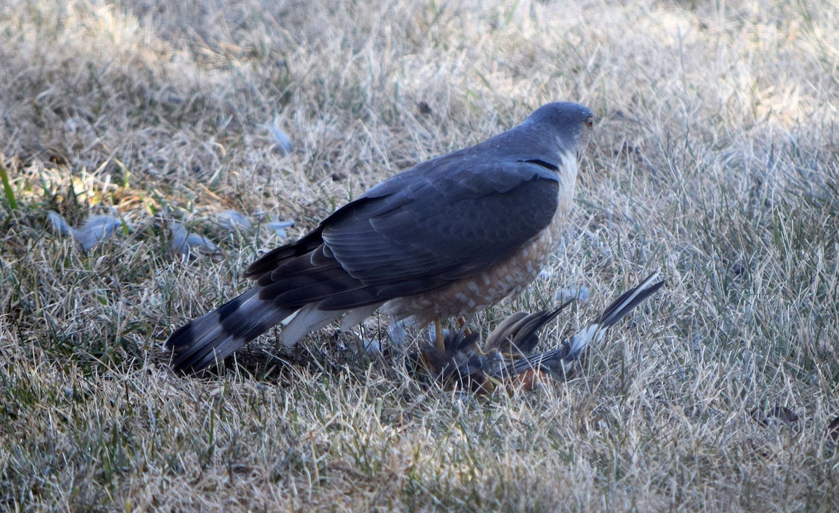 Sharp-shinned Hawk - ML283618241