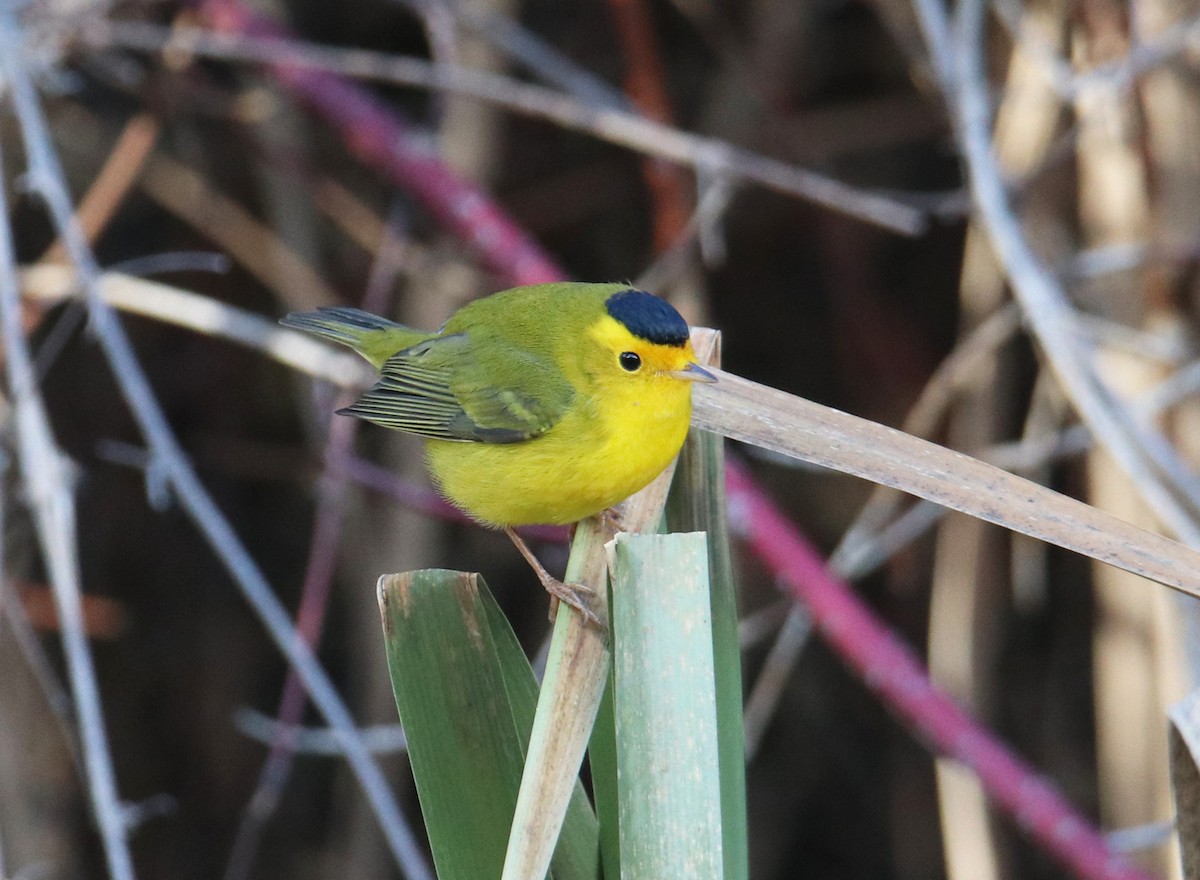 Wilson's Warbler - Chris Charlesworth