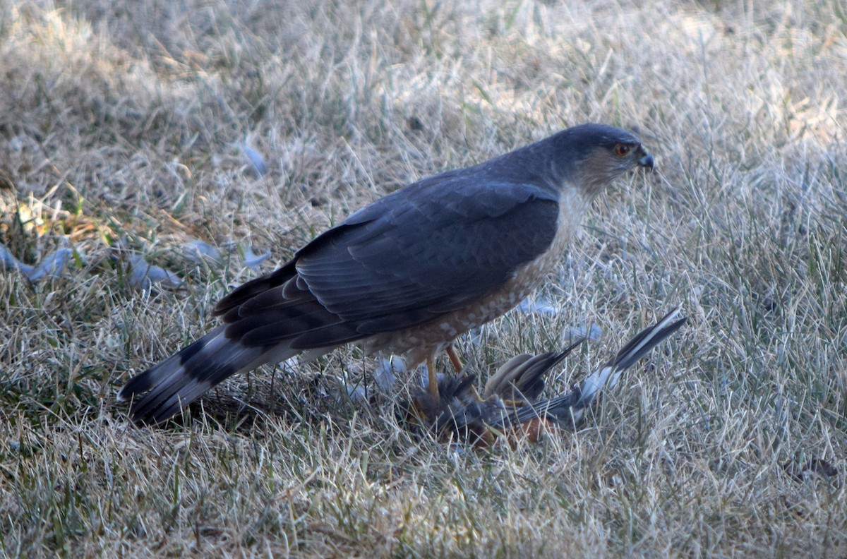 Sharp-shinned Hawk - Richard Buist