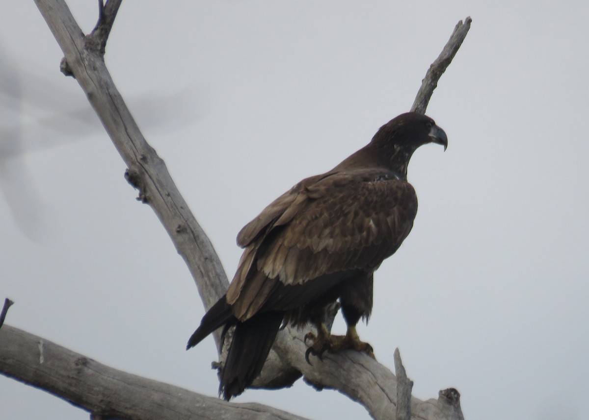 Bald Eagle - ML283618851